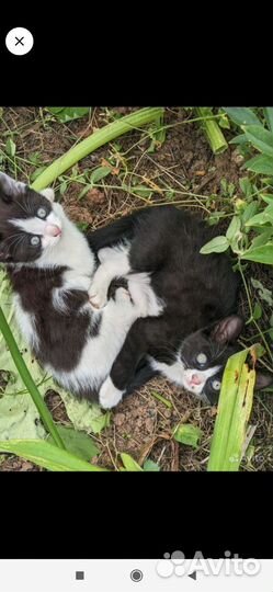 Котята в добрые руки