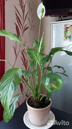 Спатифиллум