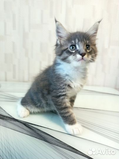 Котята мейн-кун