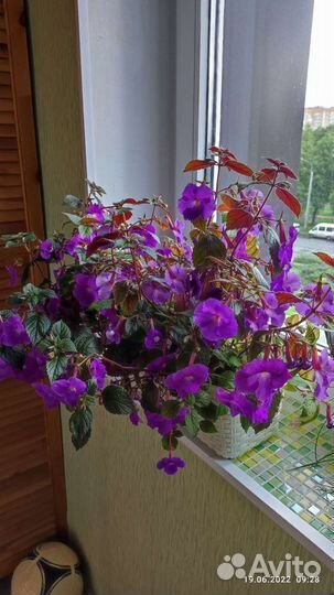 Ахименес Комнатные цветы Дружная семейка