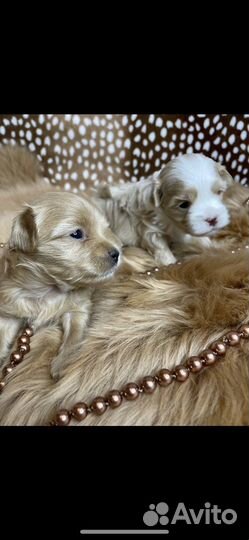 Щенки мальтипу