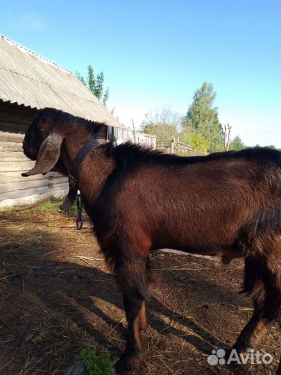 Козел на вязку и продажу,дойная коза