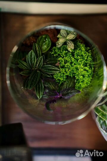 Флорариум Подарок Интерьер