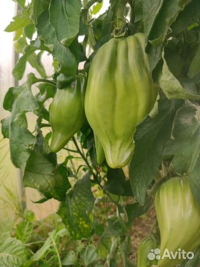 Кабачки, помидоры, тыквы