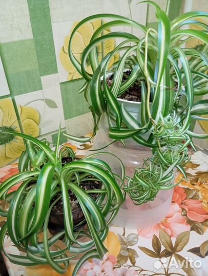 Хлорофитум кудрявый