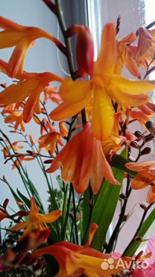 Многолетние цветы мамбреция