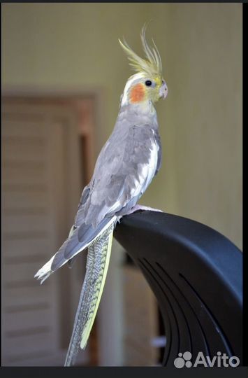 Попугай корелла с клеткой