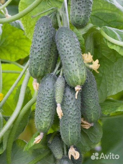 Самый Лучший гибрид огурца из Испании Бэрд F1