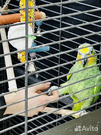 Попугай амазон венесуэльский