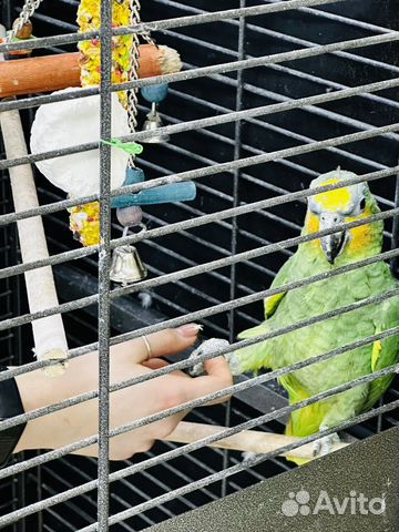 Попугай амазон венесуэльский