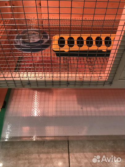 Брудер для цыплят