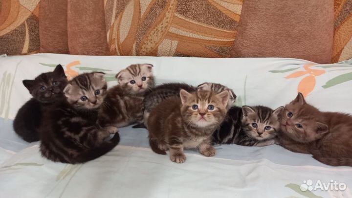Шотландские котята