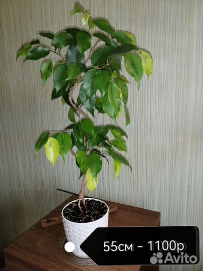 Фикус Бенджамина