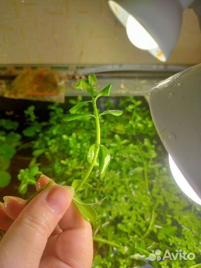 Аквариумные растения