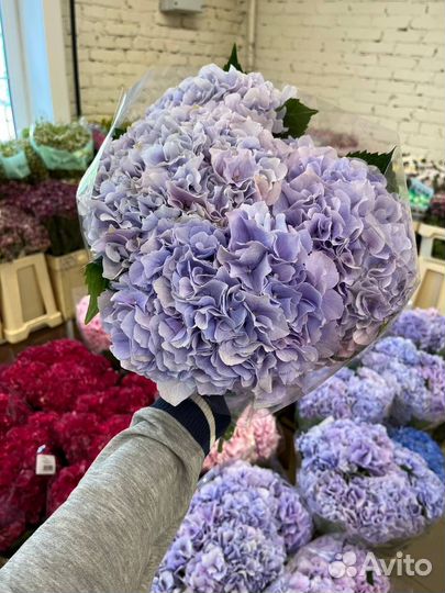 Гортензия оптом