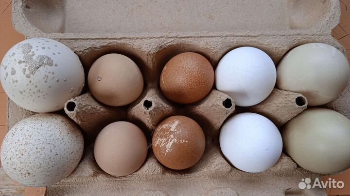 Яйцо мускусной утки,цесариное,белого Леггорна