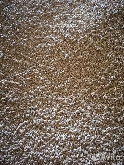 Продаётся зерно