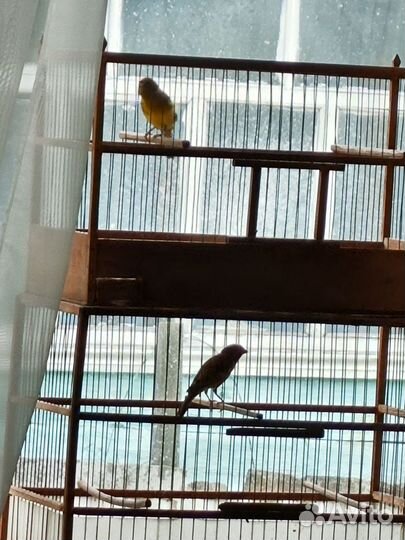 Кенара и канарейки