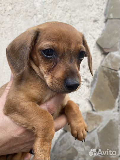 Щенок помесь таксы