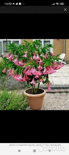 Бругмансия