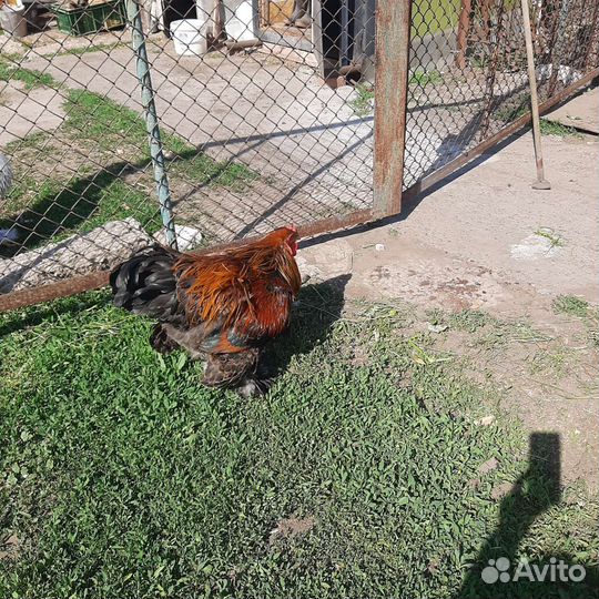 Петухи породы брамма