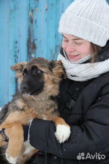 Собака в добрые руки