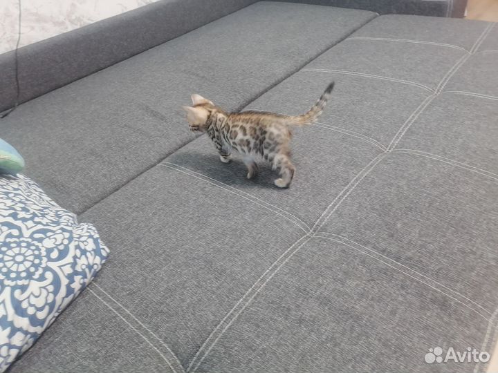 Бенгальский котенок мальчик