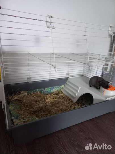 Морская свинка скинни