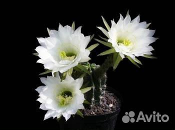 Красиво цветущие кактусы