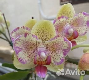 Орхидея бабочка Cupid Star