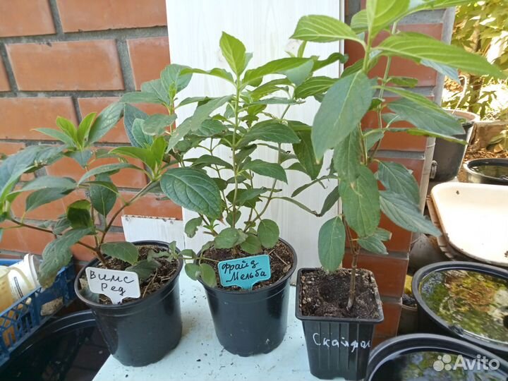 Метельчатые укорененые черенки