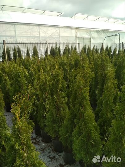 Туя Смарагд высотой 0,8 м