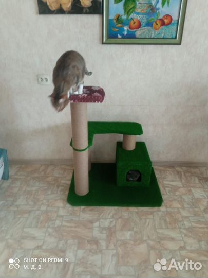 Когтеточка, домик для котов