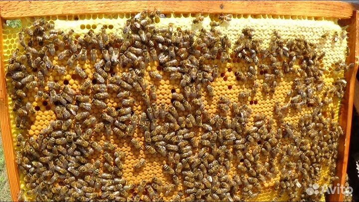 Пчелопакеты. Матки пчелиные. Бакфаст и Карника