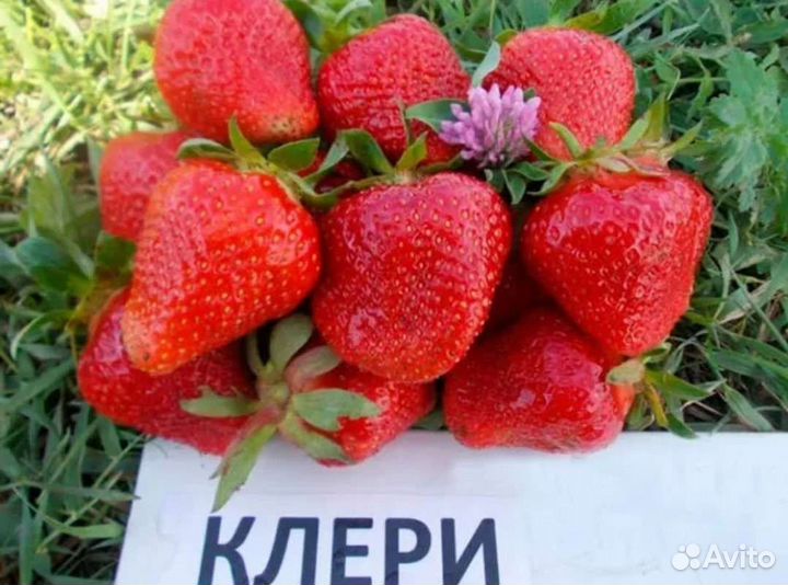 Рассада клубника клери Азия и ремонтантные