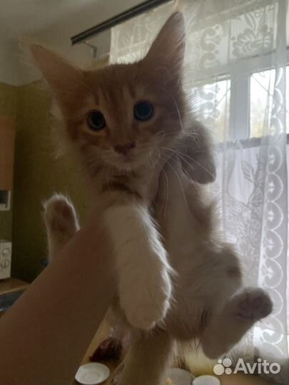 Кошка в дар