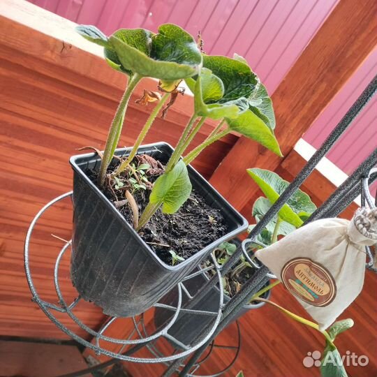 Бруннера(незабудка) в горшках