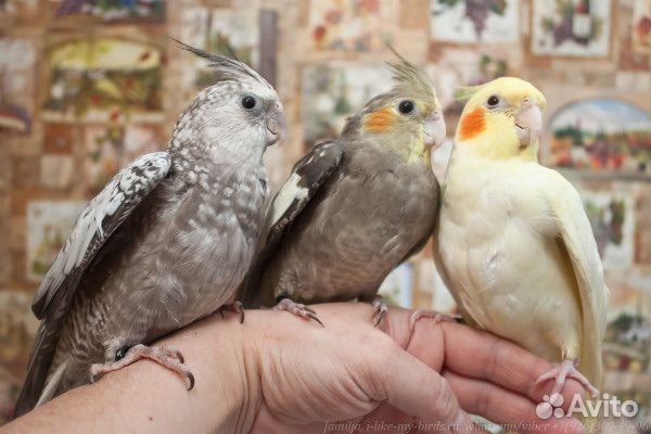 Ручные кореллы