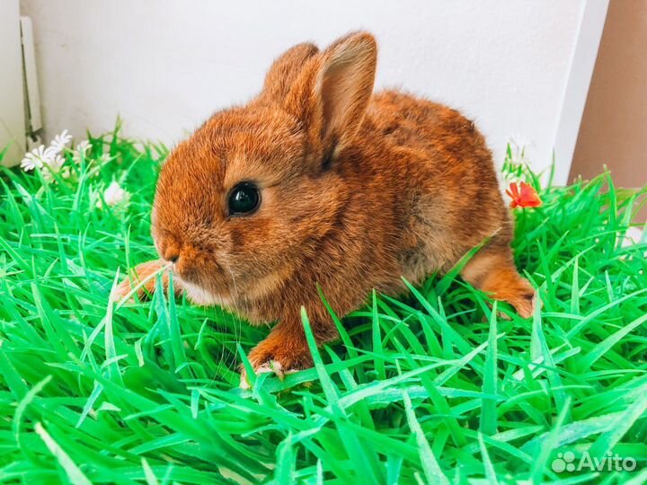 Мини карликовый кролик - королевский