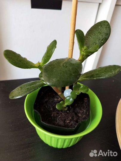 Толстянка, Денежное дерево, Крассула