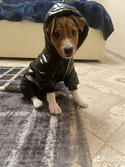 Зимний комбинезон для маленькой собаки