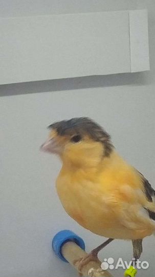 Канарейки