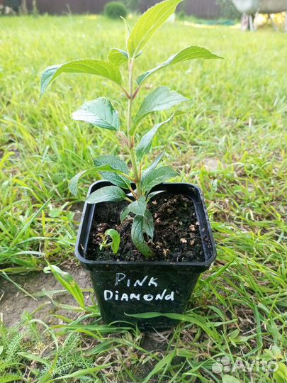 Гортензия метельчатая