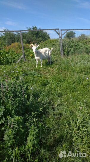 Коза нубийская