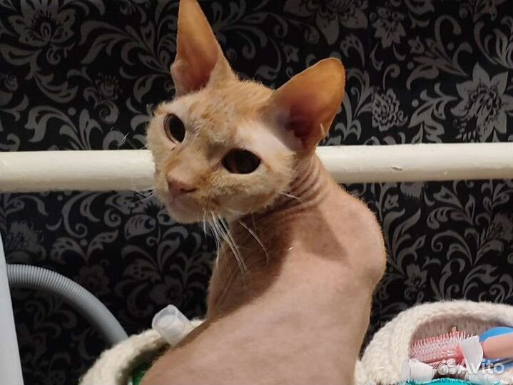 Донской сфинкс браш