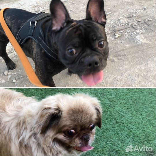 Передержка собак