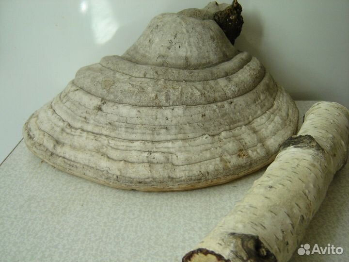 Гриб трутовик. 23 см. Для поделок. Природный матер