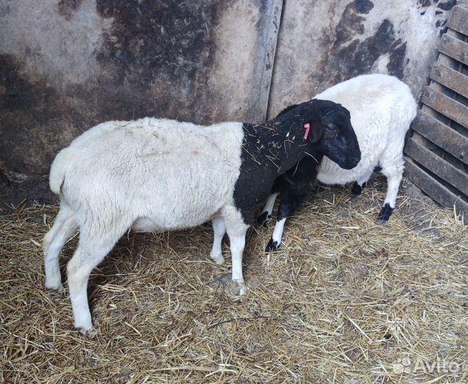 Баран на племя