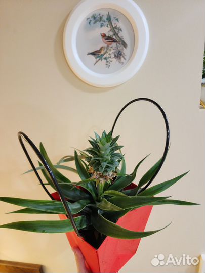 Ананас настоящий с плодом, на подарок