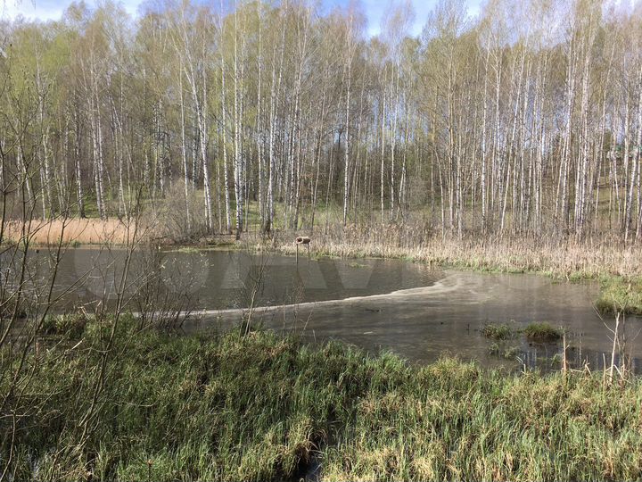 Участок 5,3 га (ИЖС)